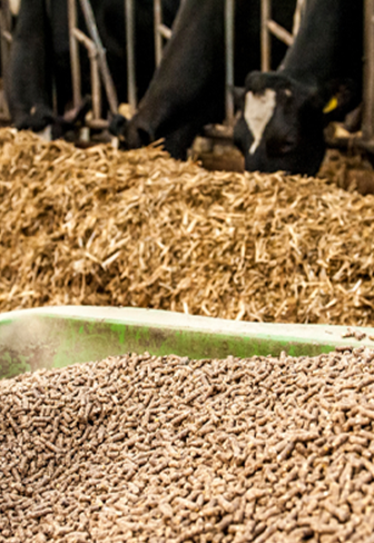 Animal Feed
