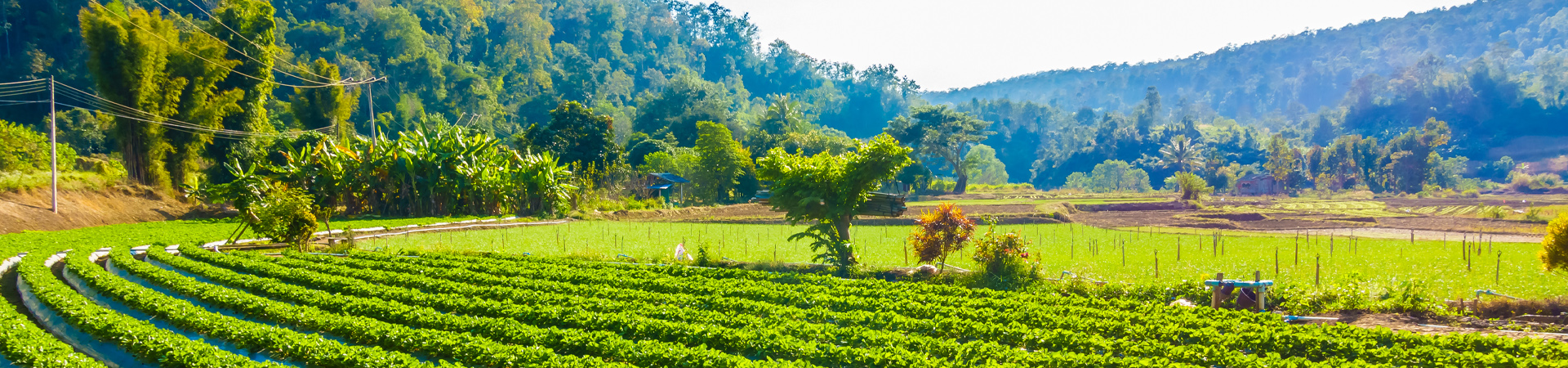 Dhofar Foods & Investment 