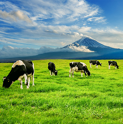 Dhofar Foods & Investment 