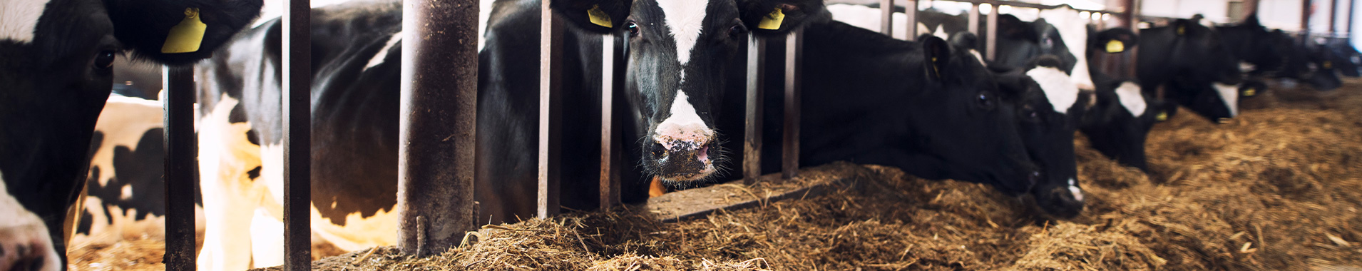 Dhofar Foods & Investment